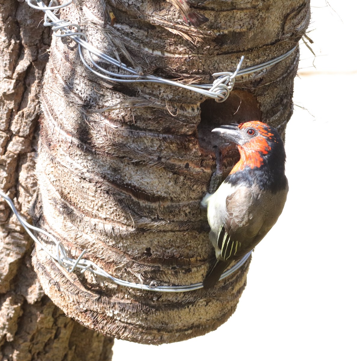 Black-collared Barbet - ML635003662