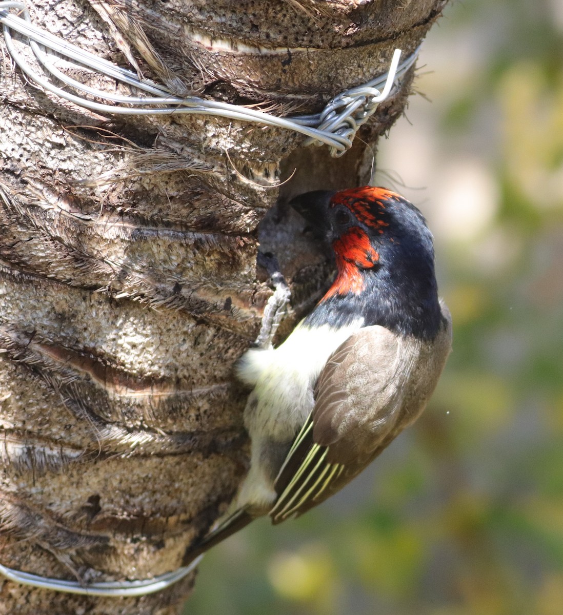 Black-collared Barbet - ML635003663