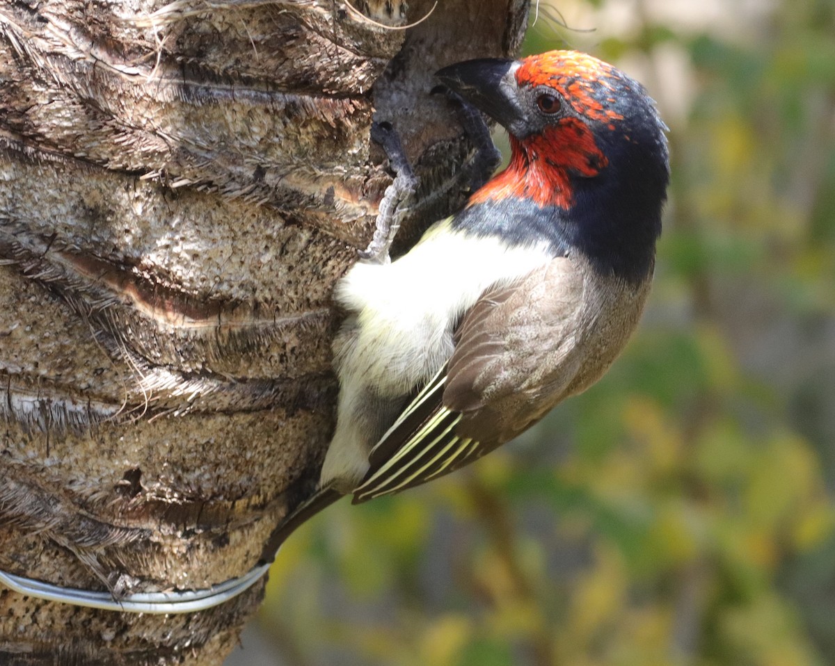 Black-collared Barbet - ML635003664