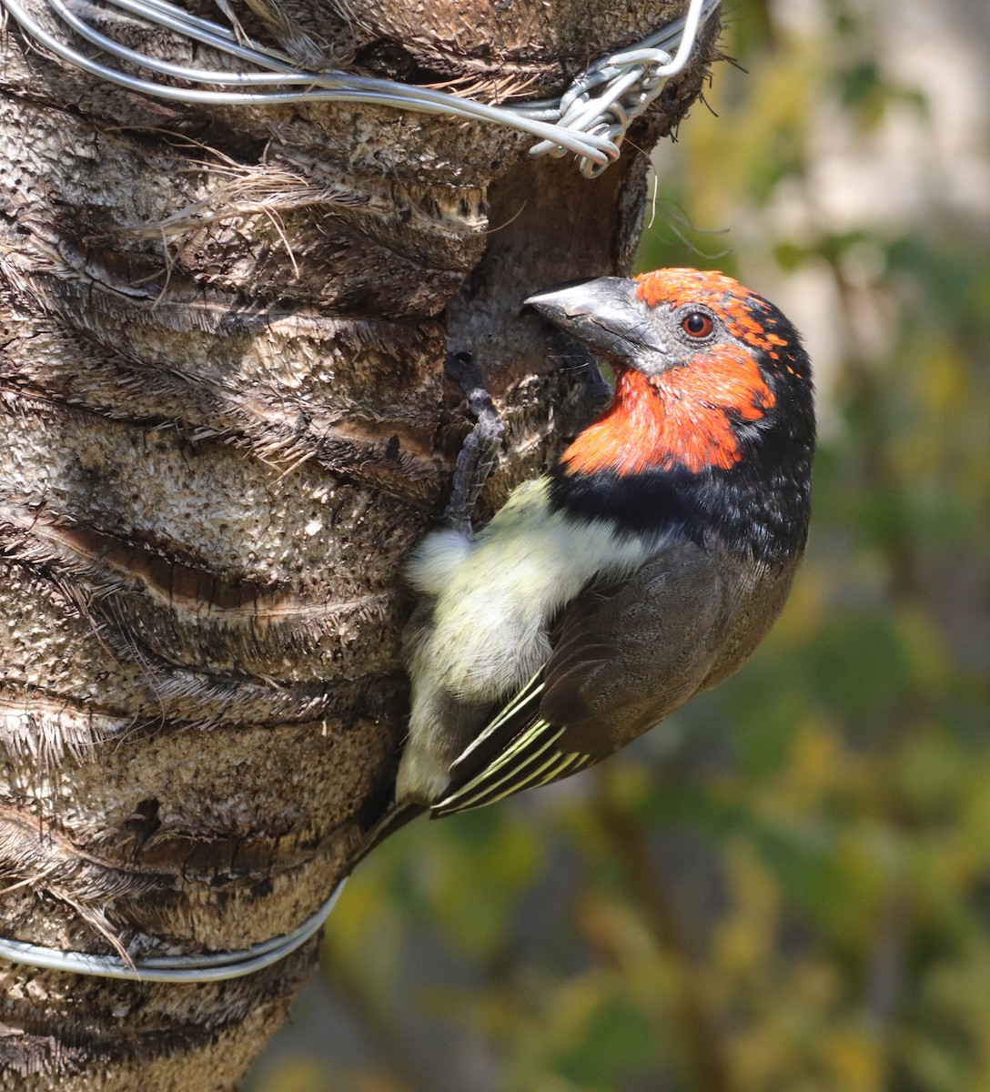 Black-collared Barbet - ML635003665