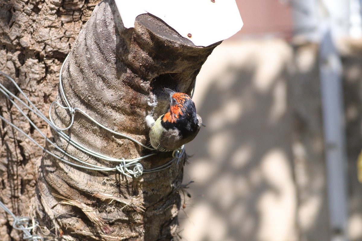 Black-collared Barbet - ML635003667