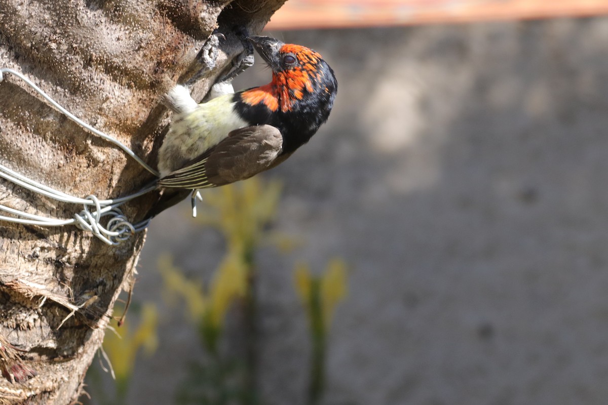 Black-collared Barbet - ML635003669