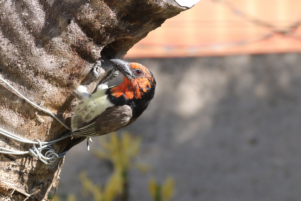Black-collared Barbet - ML635003670