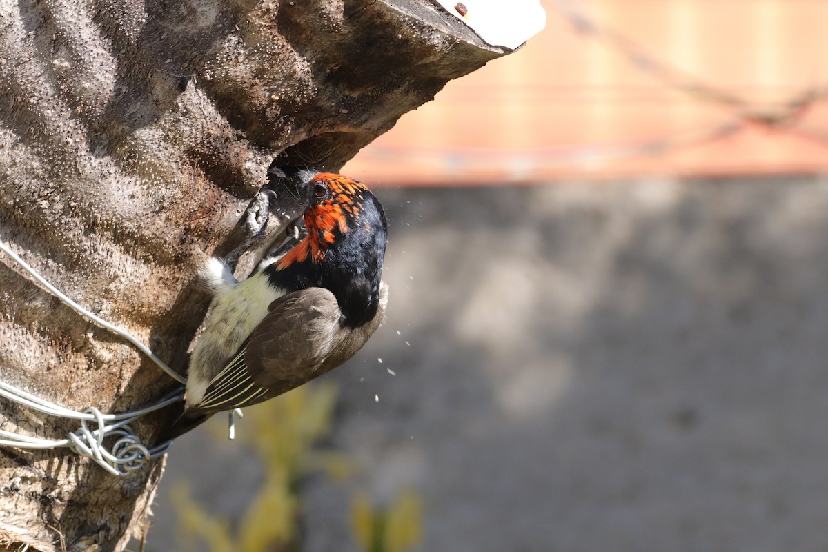 Black-collared Barbet - ML635003671