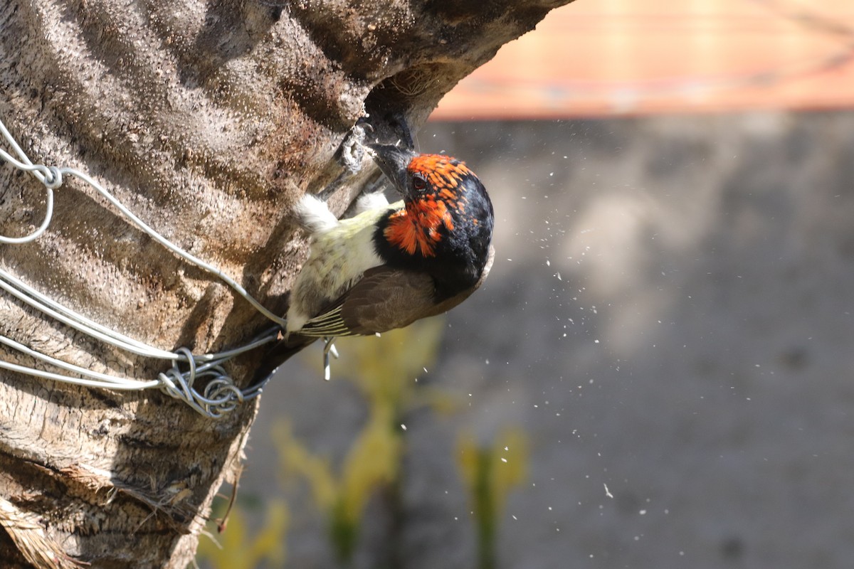 Black-collared Barbet - ML635003673