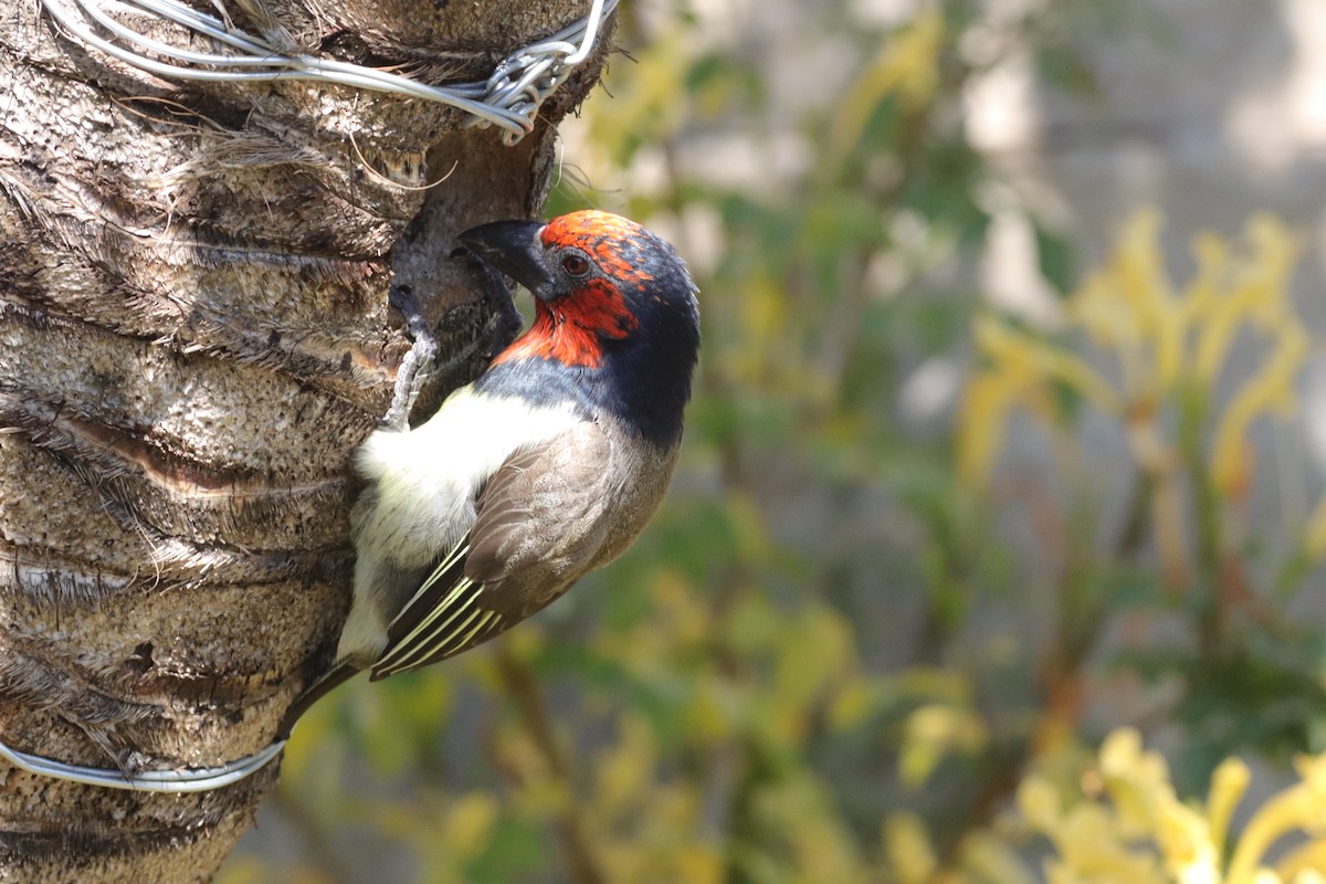 Black-collared Barbet - ML635003676