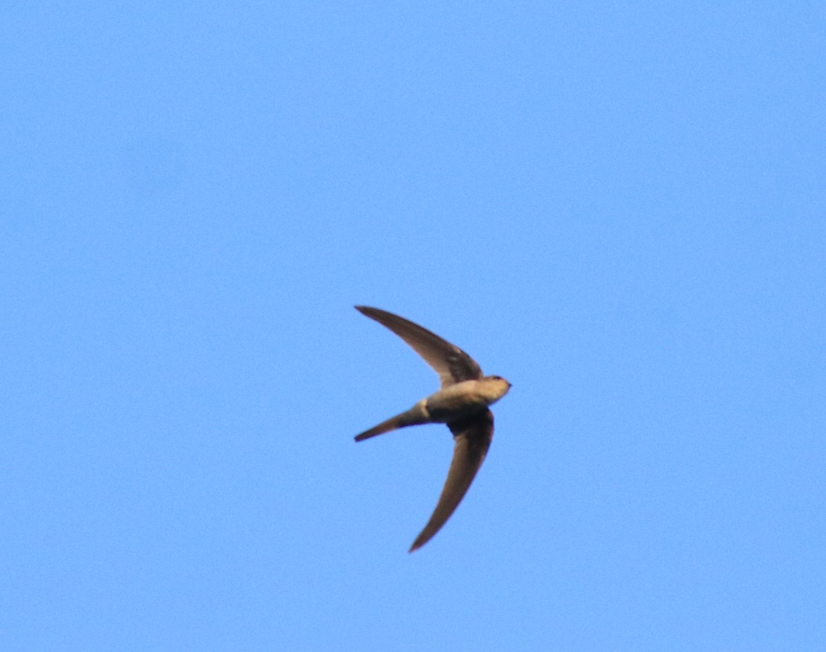 Asian Palm Swift - ML635003739