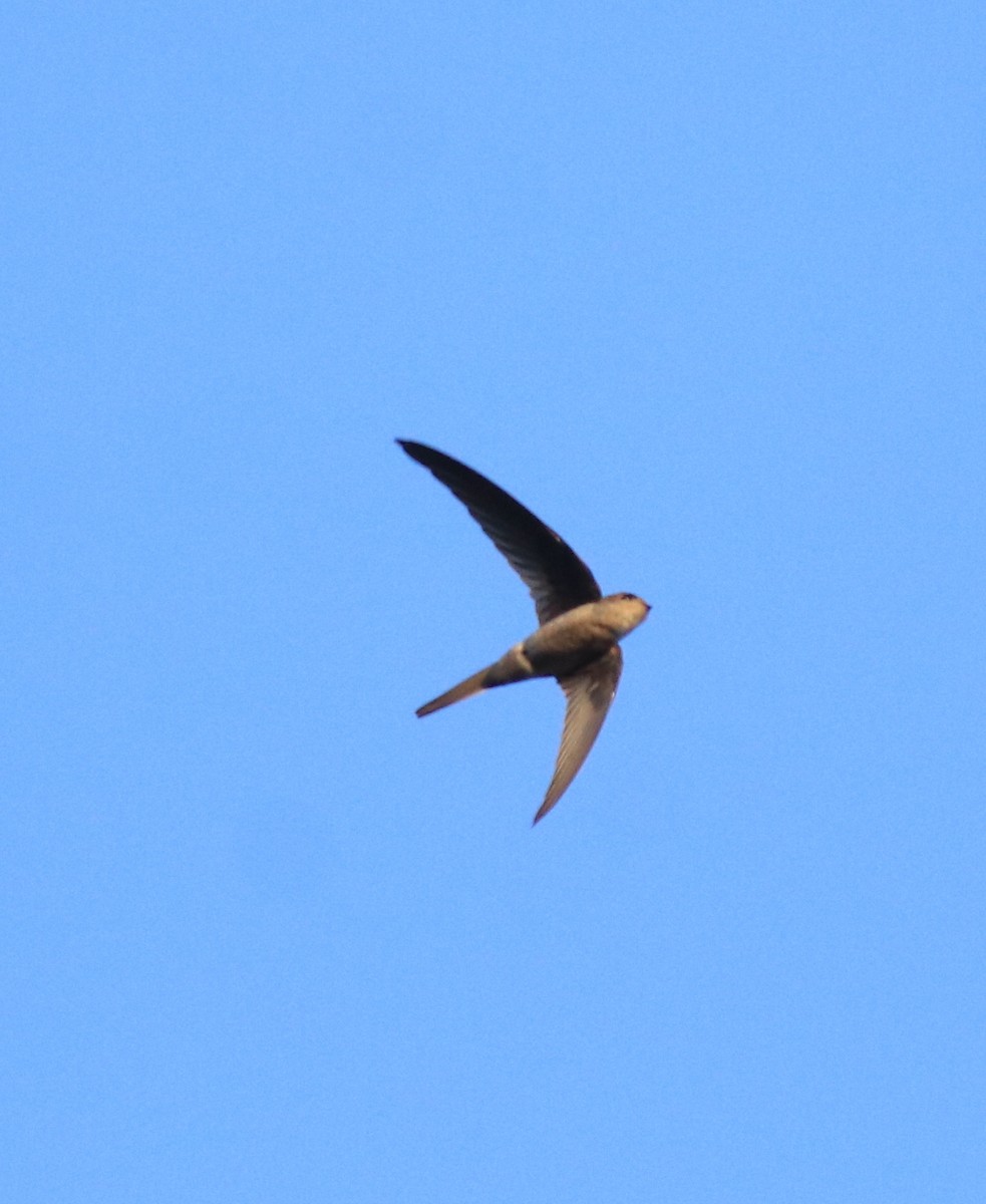 Asian Palm Swift - ML635003740