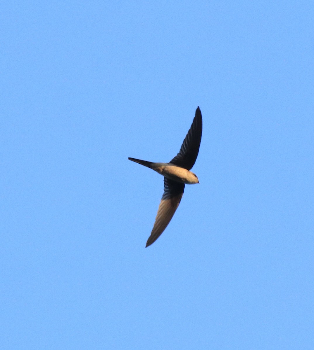 Asian Palm Swift - ML635003741