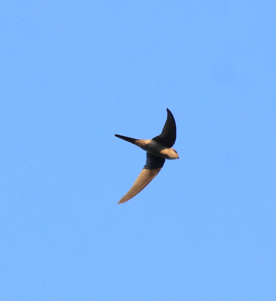 Asian Palm Swift - ML635003742