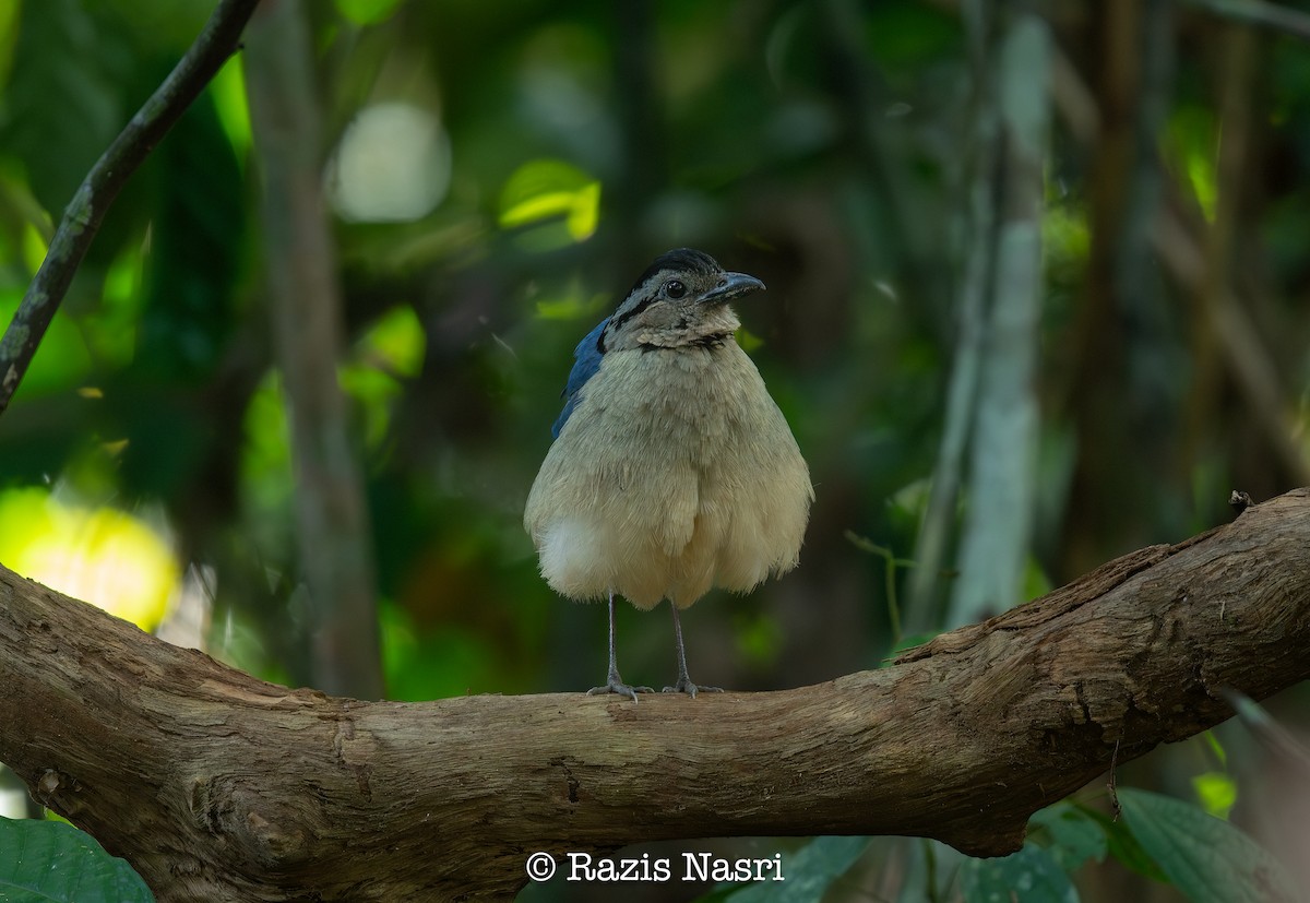 Giant Pitta - ML635003753