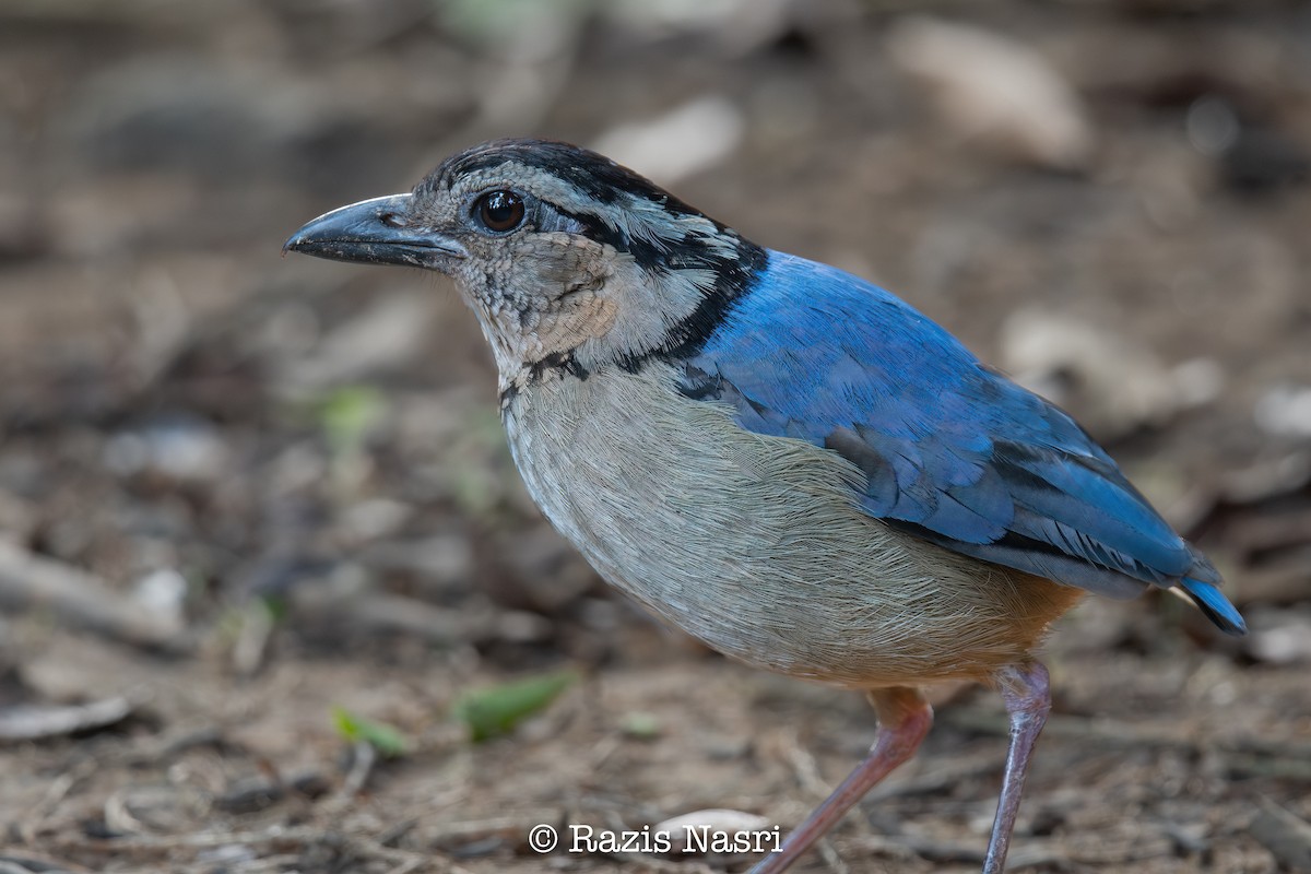 Giant Pitta - ML635003754