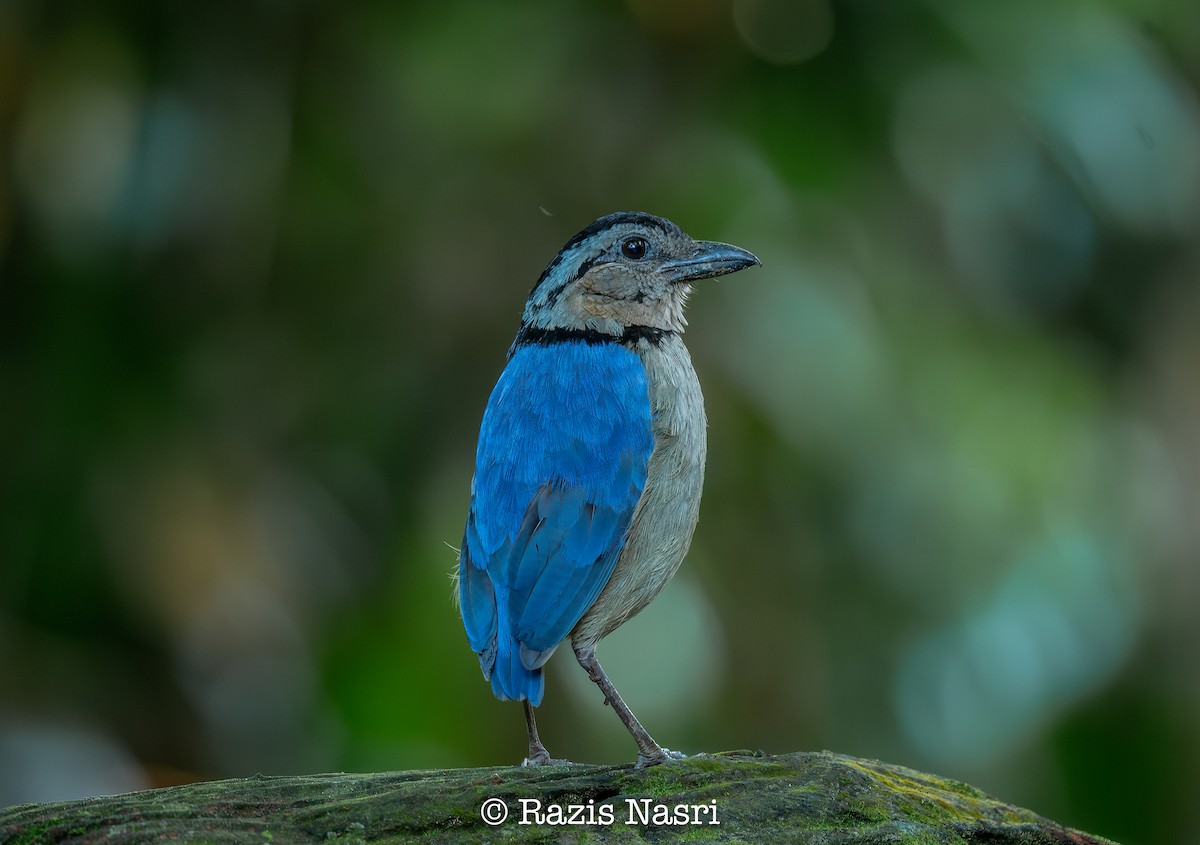 Giant Pitta - ML635003755