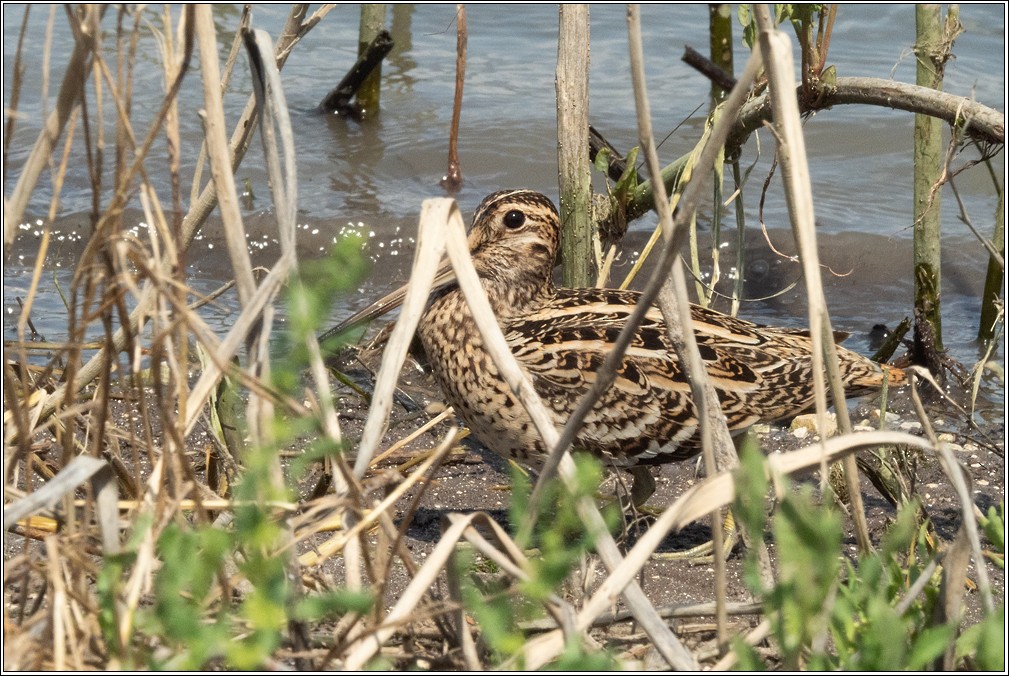 Great Snipe - ML635003788