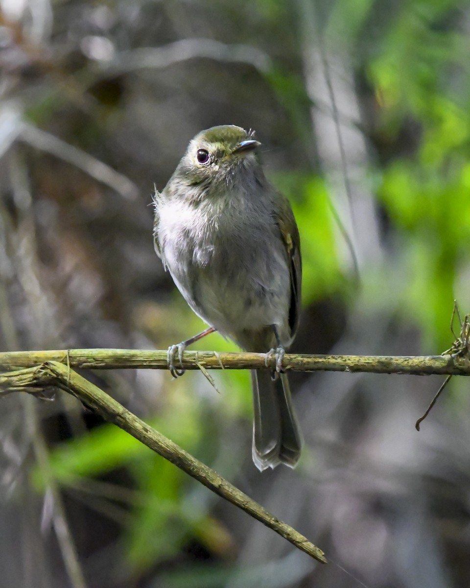 Drab-breasted Pygmy-Tyrant - ML635003951