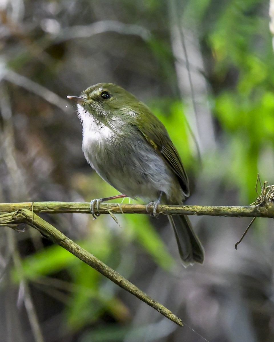 Drab-breasted Pygmy-Tyrant - ML635003952