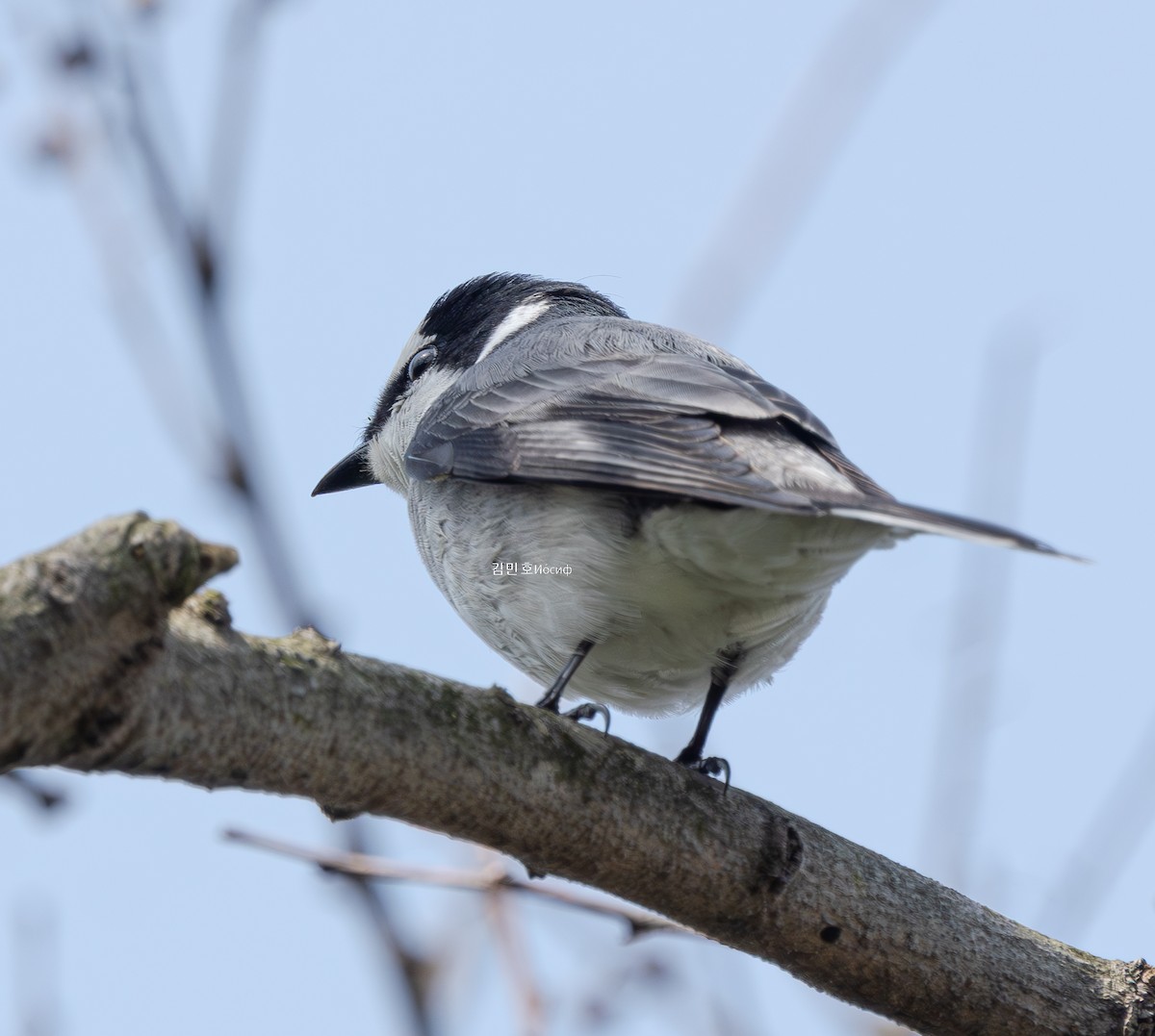Ashy Minivet - ML635004017