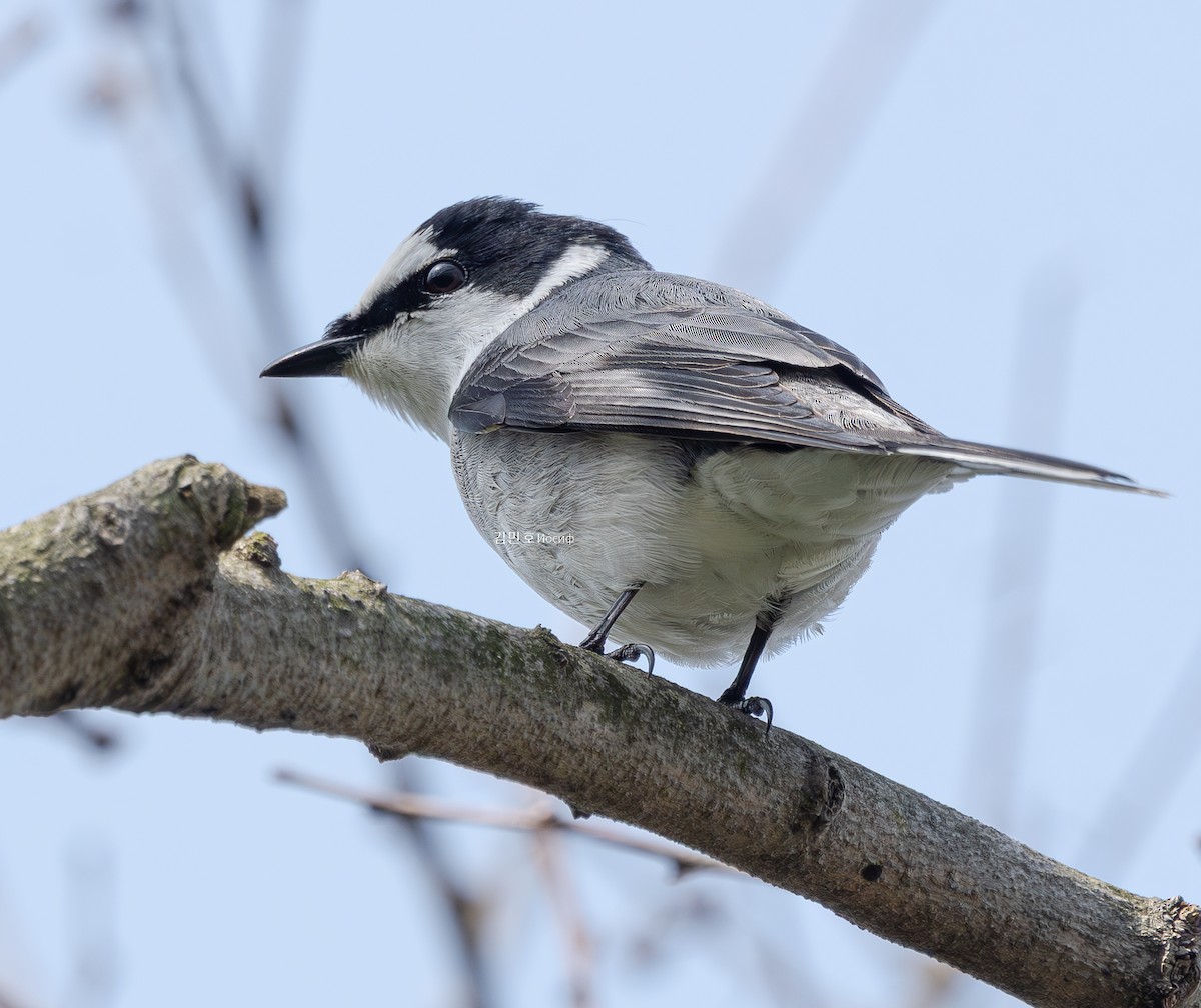 Ashy Minivet - ML635004018