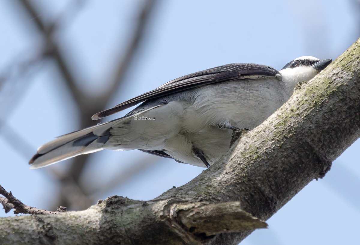 Ashy Minivet - ML635004024