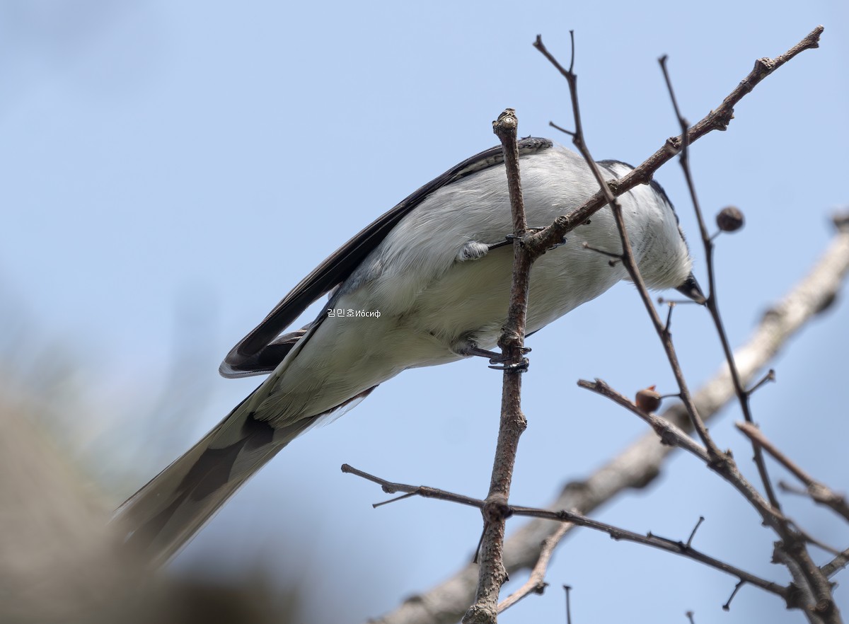 Ashy Minivet - ML635004025