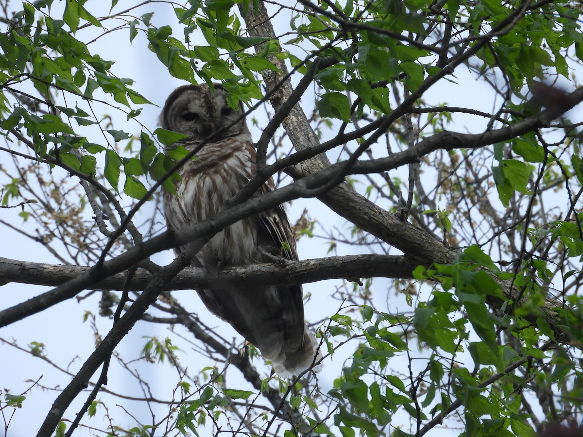 Barred Owl - ML635004079
