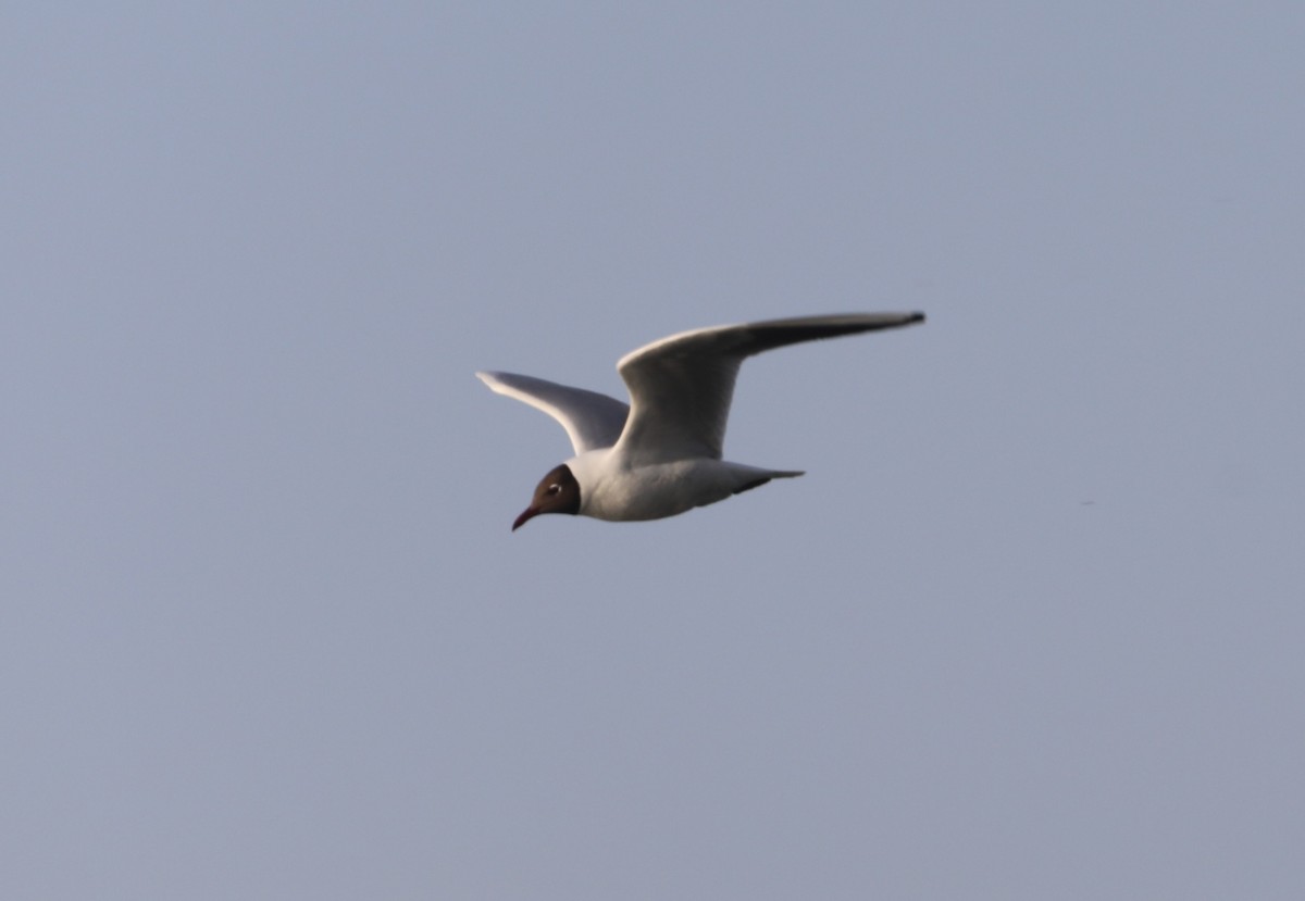 Black-headed Gull - ML635004226