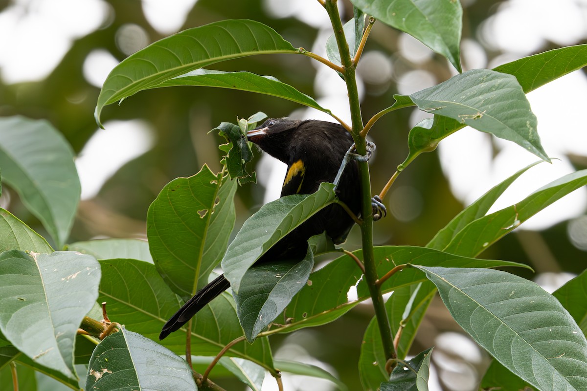 Variable Oriole - ML635004227