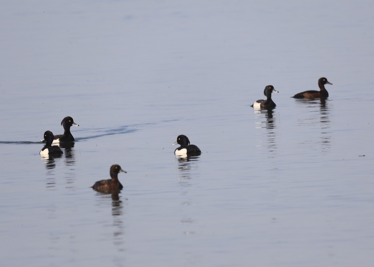 Tufted Duck - ML635004233