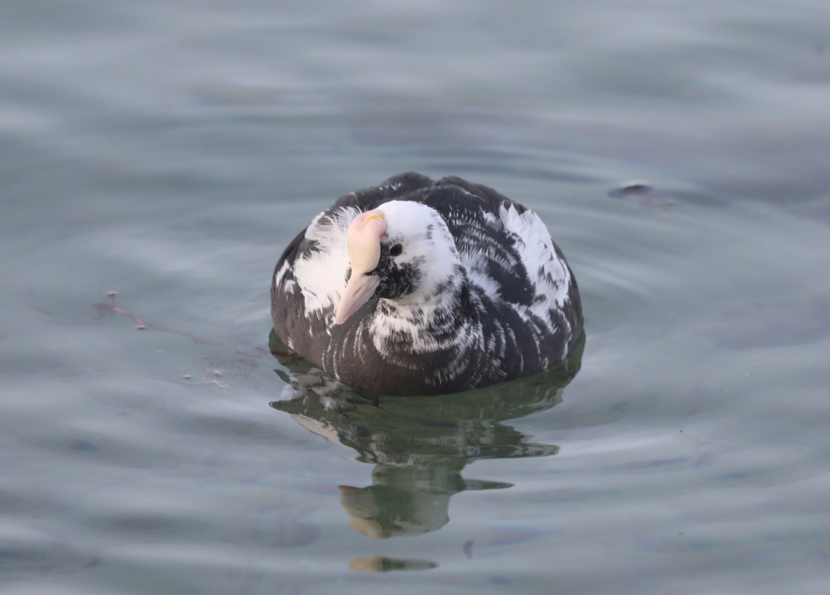 Eurasian Coot - ML635004248