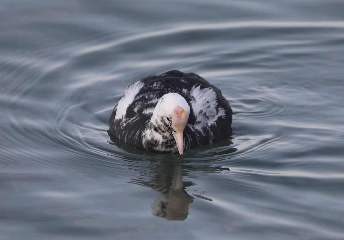 Eurasian Coot - ML635004249