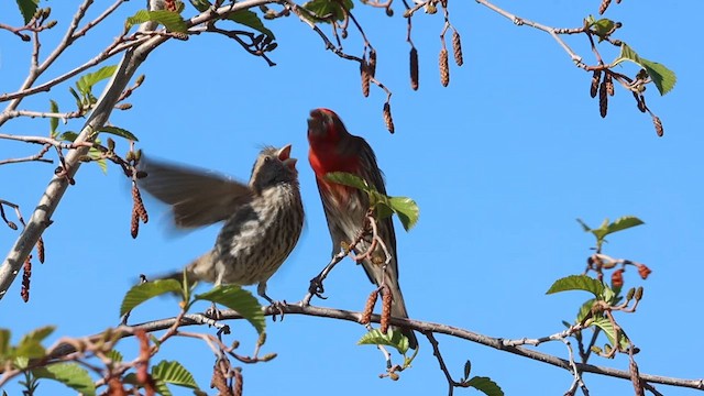 House Finch - ML635004354