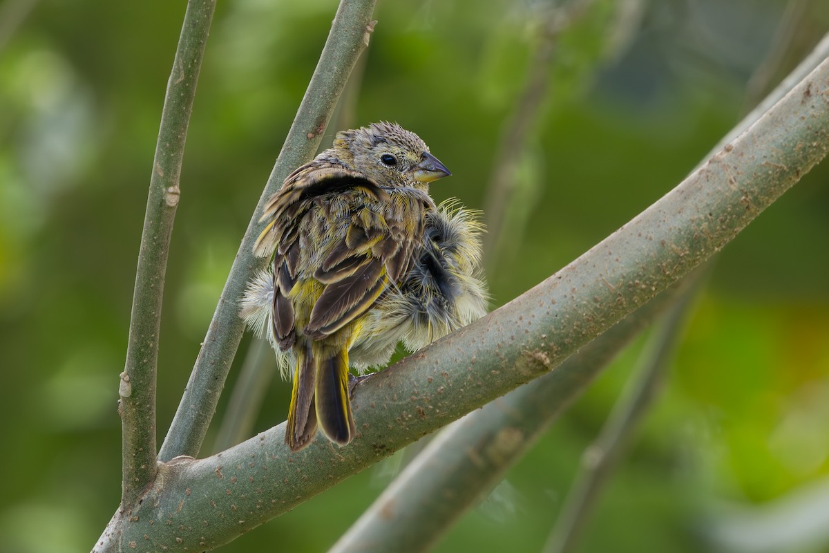 Saffron Finch - ML635004356