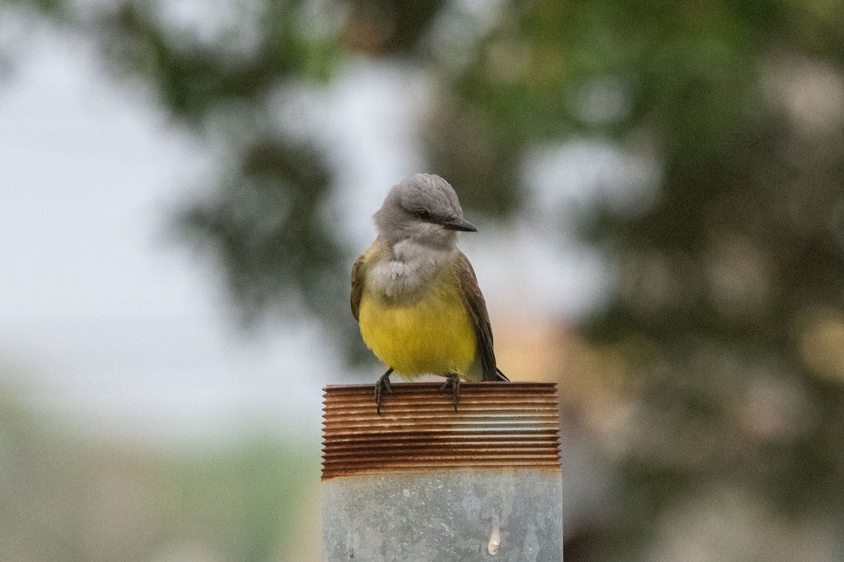 Western Kingbird - ML635004409