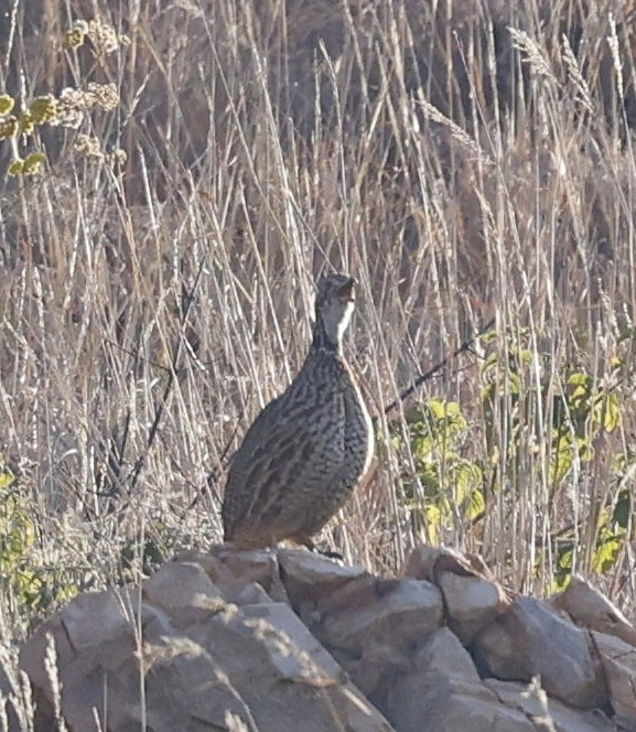 Shelley's Francolin - ML635004723