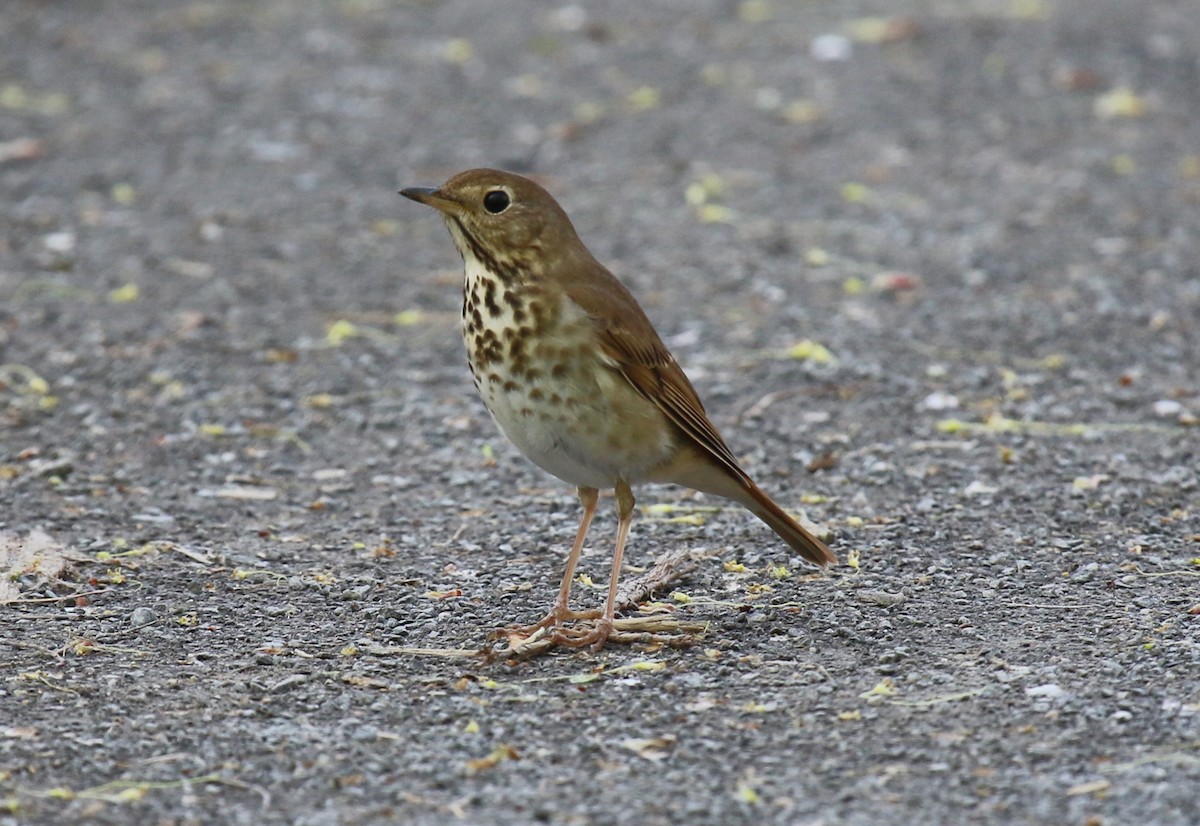 チャイロコツグミ - ML635004817