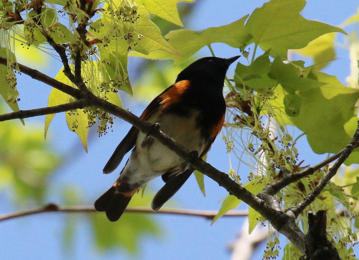 ハゴロモムシクイ - ML635004821