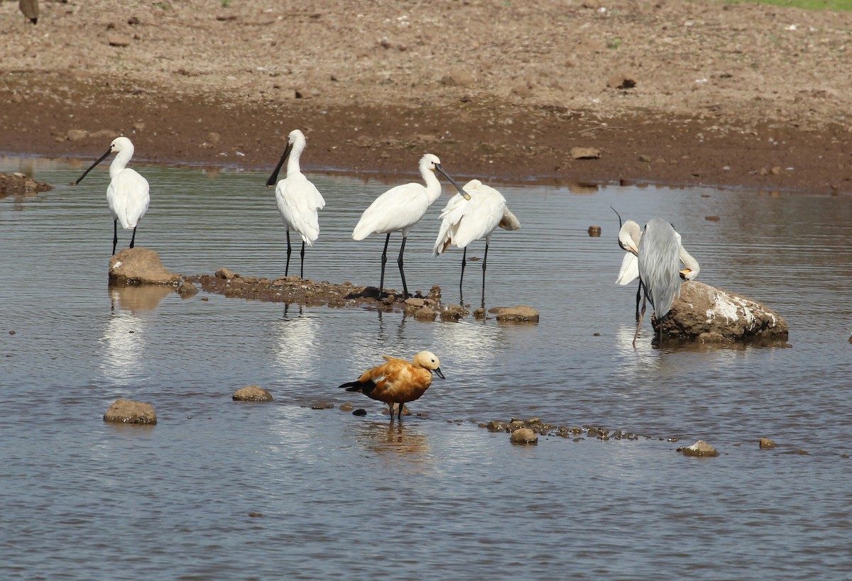 Ruddy Shelduck - ML635004822