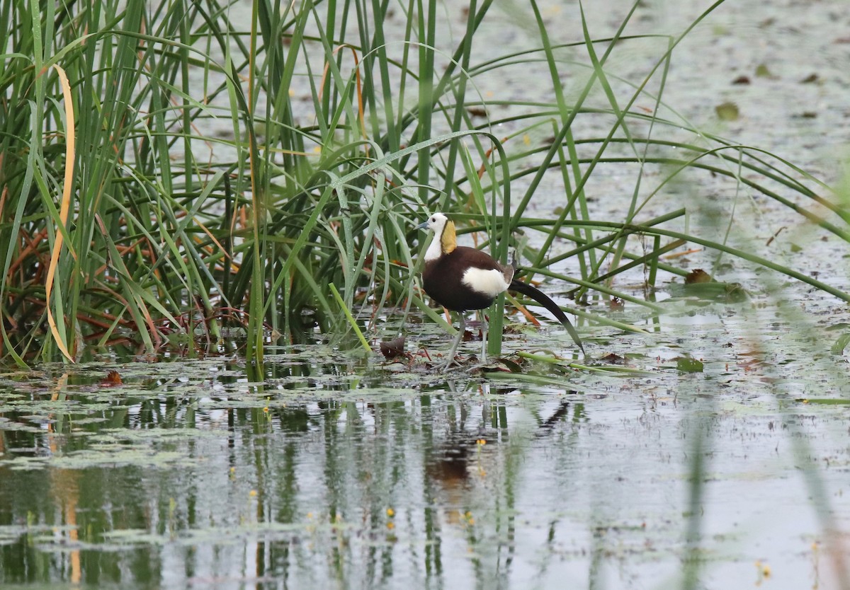 Jacana à longue queue - ML635004895