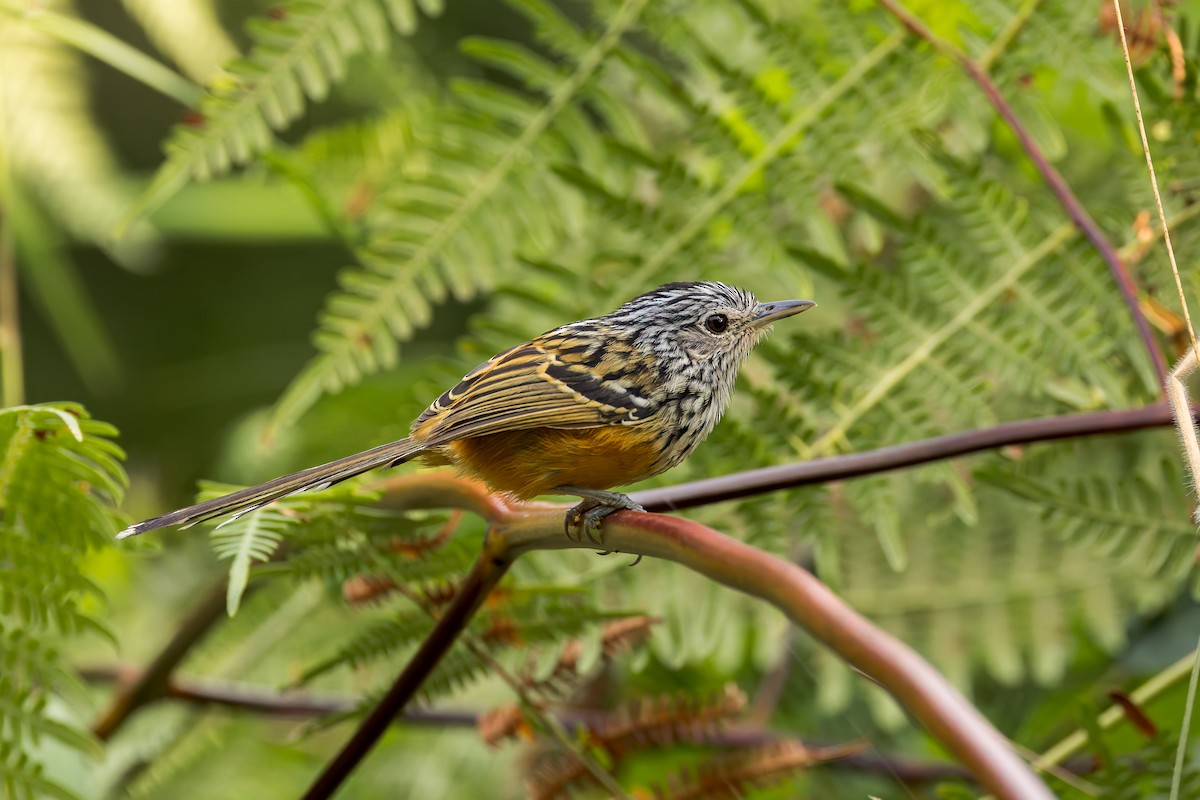Santa Marta Antbird - ML635004930