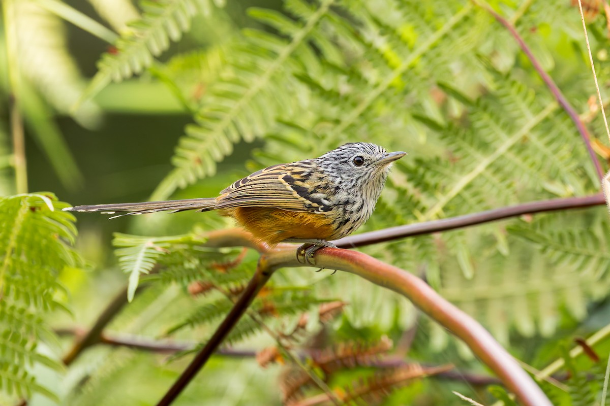 Santa Marta Antbird - ML635004941