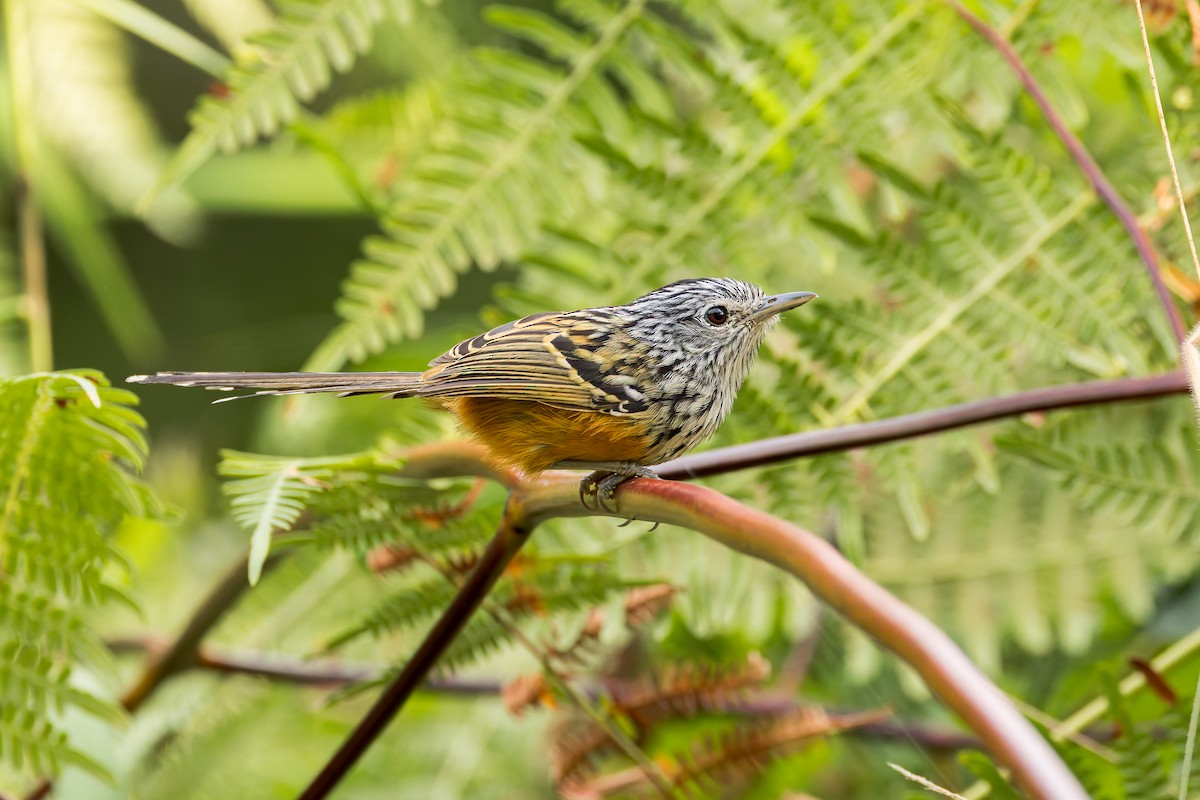 Santa Marta Antbird - ML635004950