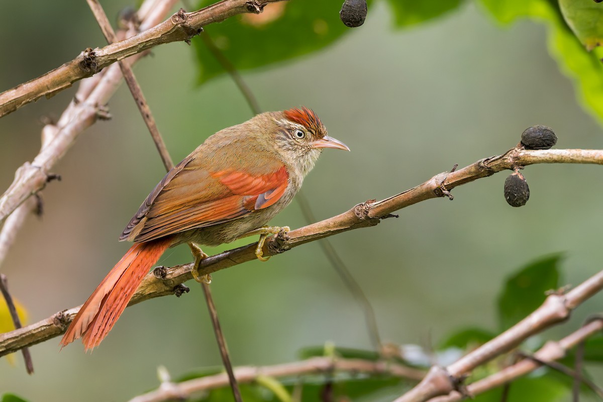Streak-capped Spinetail - ML635004990