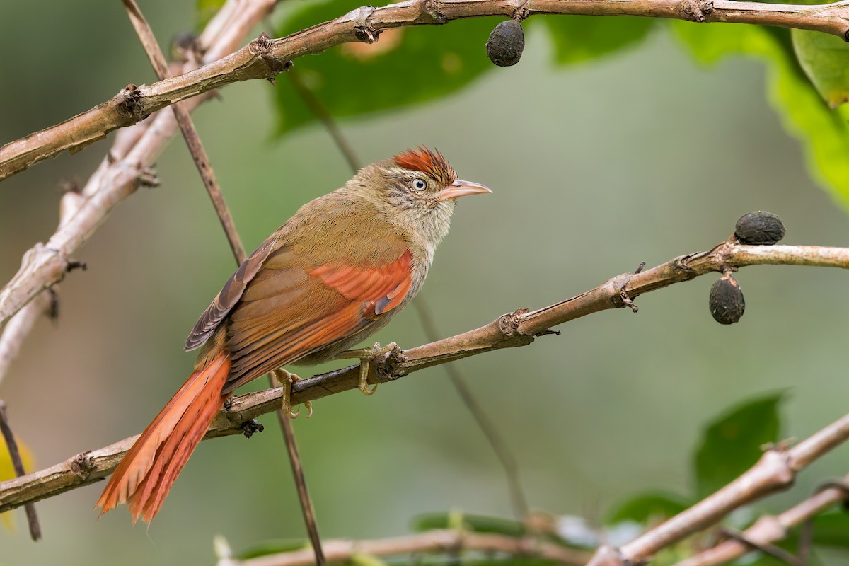 Streak-capped Spinetail - ML635004991