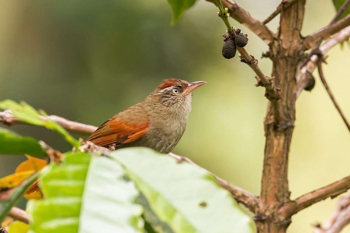 Streak-capped Spinetail - ML635004993