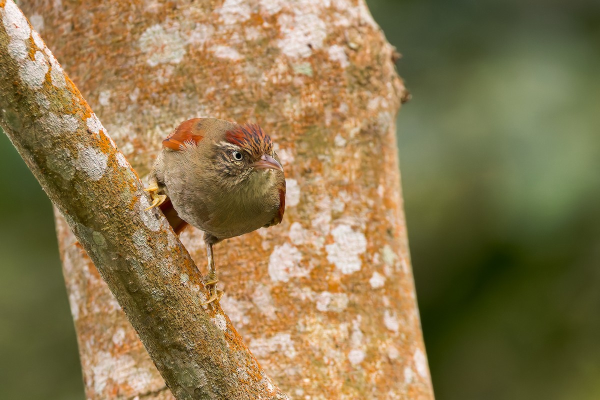 Streak-capped Spinetail - ML635004994