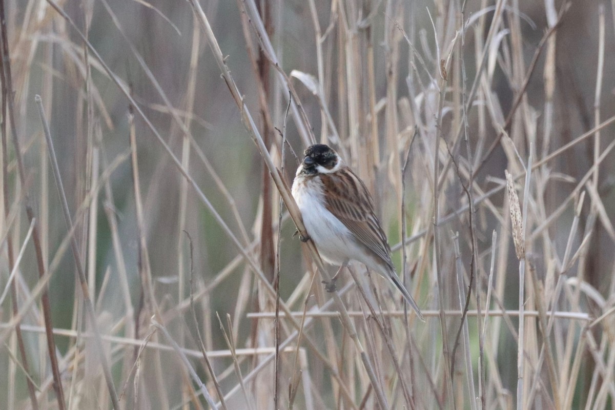Reed Bunting - ML635005121