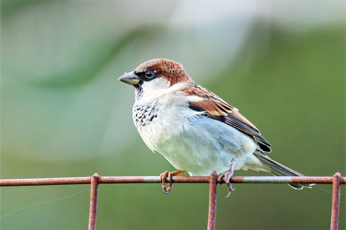 House Sparrow - John Watson