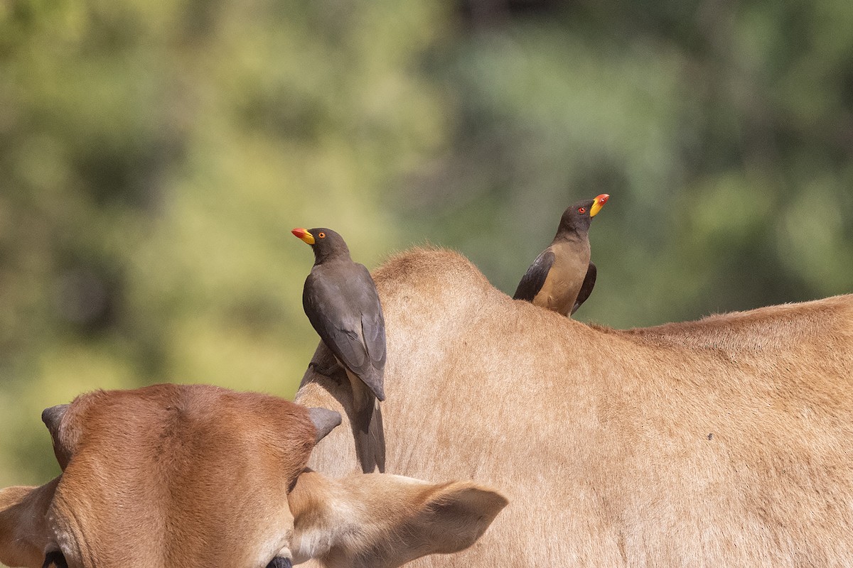 Yellow-billed Oxpecker - ML635005234