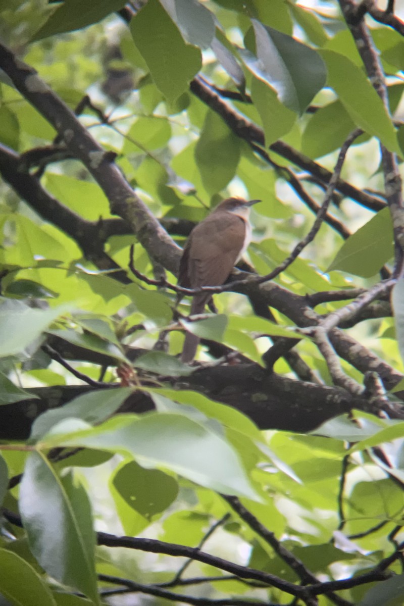Black-billed Cuckoo - ML635005307