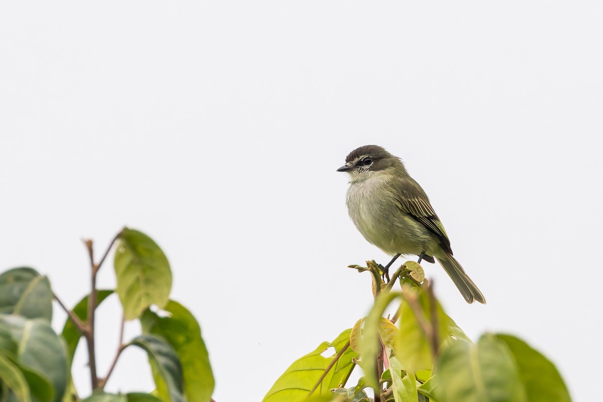 Spectacled Tyrannulet - ML635005450